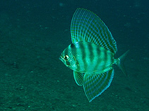 To FishBase images (<i>Velifer hypselopterus</i>, Philippines, by Ocampo, D.)