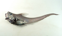 To FishBase images (<i>Ventrifossa longibarbata</i>, by Shao, K.T.)