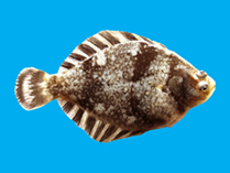 Image of Verasper moseri (Barfin flounder)