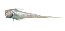 To FishBase images (<i>Ventrifossa rhipidodorsalis</i>, by Shao, K.T.)