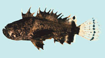 To FishBase images (<i>Vespicula trachinoides</i>, Thailand, by Winterbottom, R.)