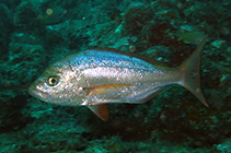 To FishBase images (<i>Virididentex acromegalus</i>, Cape Verde, by Wirtz, P.)