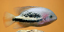 Image of Vieja bifasciata (Twoband cichlid)