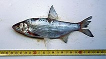 To FishBase images (<i>Vimba melanops</i>, Greece, by Margies, P.)