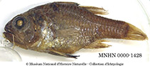 To FishBase images (<i>Vincentia novaehollandiae</i>, Australia, by MNHN)