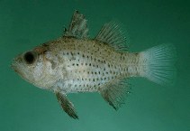 To FishBase images (<i>Apogon punctatus</i>, Seychelles, by Randall, J.E.)