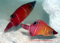 To FishBase images (<i>Wetmorella tanakai</i>, Indonesia, by Tanaka, H.)