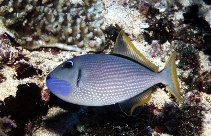 To FishBase images (<i>Xanthichthys auromarginatus</i>, Indonesia, by Patzner, R.)