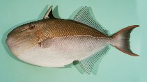 Image of Xanthichthys caeruleolineatus (Outrigger triggerfish)