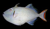 To FishBase images (<i>Xanthichthys greenei</i>, Kiribati, by Pyle, R.L.)
