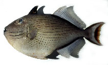 Image of Xanthichthys lineopunctatus (Striped triggerfish)