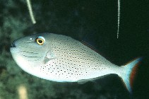 To FishBase images (<i>Xanthichthys ringens</i>, Puerto Rico, by Randall, J.E.)