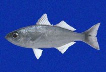 To FishBase images (<i>Xenichthys agassizii</i>, Galapagos Is., by Allen, G.R.)