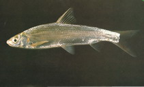 Image of Xenocypris macrolepis (Yellowfin)