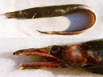 To FishBase images (<i>Xenomystax atrarius</i>, Chile, by Johnny Labbe/Mauricio Ahumada)