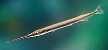 Image of Xenentodon cancila (Freshwater garfish)