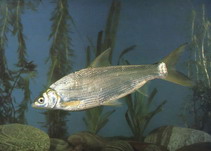 To FishBase images (<i>Xenocypris davidi</i>, by CAFS)