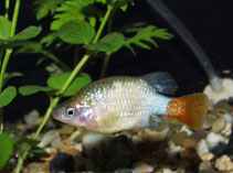 Image of Xenotoca eiseni (Redtail splitfin)