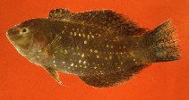 To FishBase images (<i>Xenojulis margaritaceus</i>, Philippines, by Murdy, E.O./Ferraris, C.J., Jr.)
