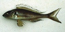 Image of Xenotilapia nasus 