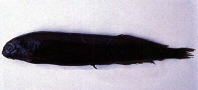 To FishBase images (<i>Xenodermichthys nodulosus</i>, Chinese Taipei, by Shao, K.T.)