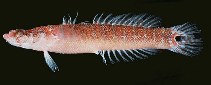 To FishBase images (<i>Xenisthmus polyzonatus</i>, Fiji, by Randall, J.E.)