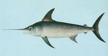 Image of Xiphias gladius (Swordfish)