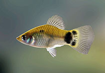 To FishBase images (<i>Xiphophorus maculatus</i>, Sri Lanka, by Ramani Shirantha)