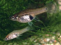To FishBase images (<i>Xiphophorus milleri</i>, by Nilsson, K.)