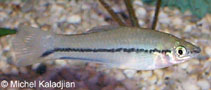 To FishBase images (<i>Xiphophorus signum</i>, by Kaladjian, M.)