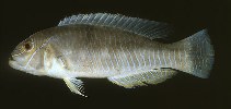 To FishBase images (<i>Xiphocheilus typus</i>, India, by Randall, J.E.)