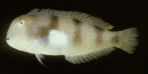 To FishBase images (<i>Xyrichtys aneitensis</i>, Hawaii, by Randall, J.E.)