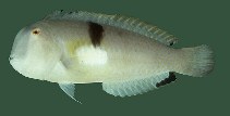 To FishBase images (<i>Xyrichtys baldwini</i>, Hawaii, by Randall, J.E.)