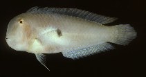 To FishBase images (<i>Xyrichtys bimaculatus</i>, India, by Randall, J.E.)