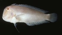 To FishBase images (<i>Xyrichtys cyanifrons</i>, India, by Randall, J.E.)