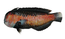 To FishBase images (<i>Xyrichtys geisha</i>, Chinese Taipei, by Fisheries Research Institute, Taiwan)