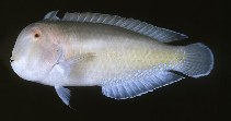 To FishBase images (<i>Xyrichtys jacksonensis</i>, Australia, by Randall, J.E.)