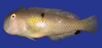 To FishBase images (<i>Xyrichtys melanopus</i>, Guam, by Myers, R.F.)