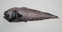 To FishBase images (<i>Xyelacyba myersi</i>, Philippines, by Reyes, R.B.)