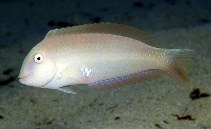 To FishBase images (<i>Xyrichtys novacula</i>, Spain, by Patzner, R.)