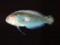 To FishBase images (<i>Xyrichtys splendens</i>, by Randall, J.E.)