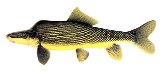 Image of Xyrauchen texanus (Razorback sucker)