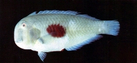 To FishBase images (<i>Xyrichtys twistii</i>, Chinese Taipei, by Shao, K.T.)