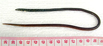 Image of Yirrkala misolensis (Misol snake eel)