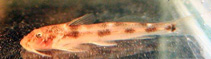 Image of Zaireichthys camerunensis 