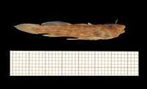 Image of Zaireichthys dorae (Chobe sand catlet)