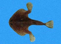 To FishBase images (<i>Zalieutes elater</i>, Panama, by Robertson, R.)