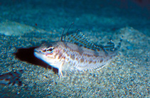To FishBase images (<i>Zaniolepis frenata</i>, by Gotshall, D.W.)