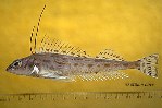 To FishBase images (<i>Zaniolepis latipinnis</i>, by Love, M.)