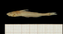 Image of Zaireichthys mandevillei 